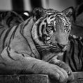 Closed up of tiger in black and white tone Royalty Free Stock Photo