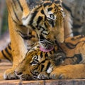 Closed up of tigers licking on his friend's head