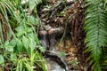 Closed up to a natural beauty scene of a mini waterfall with silk effect, green fern and green foliage Royalty Free Stock Photo