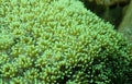 Closed up to polyp coral Galaxea Royalty Free Stock Photo