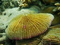 Closed up to polyp mushroom coral, Fungia