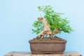 Closed up tree in nursery bonsai