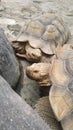 Closed up two big turtles behind the rock Royalty Free Stock Photo