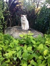 Closed up the vagrant cat is sitting on a stone in park Royalty Free Stock Photo