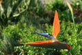 Closed Up Vivid Orange and Blue Bird of Paradise Flower with Vibrant Green Foliage in Background Royalty Free Stock Photo