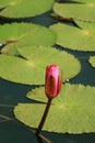 Closed Up Vivid Pink Lotus Flower Bud Growing in the Pond Full of Vibrant Green Lotus Leaves Royalty Free Stock Photo