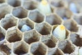 Closed up of wasp egg Royalty Free Stock Photo