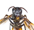 Closed up of wasp Royalty Free Stock Photo