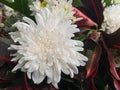 The closed up of White flowers on a background of red green leaves Royalty Free Stock Photo