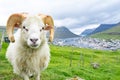 Closed up of white ram in sheep agriculture farm with green grass and high mountain with city in the background with cloudy