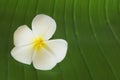 Closed-up White Yellow Plumeria Flower Royalty Free Stock Photo