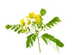 Closed up yellow flower American Cassia or Golden Wonder isolated on white background.Saved with clipping path Royalty Free Stock Photo