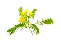 Closed up yellow flower American Cassia or Golden Wonder isolated on white background.Saved with clipping path Royalty Free Stock Photo