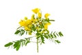 Closed up yellow flower American Cassia or Golden Wonder isolated on white background.Saved with clipping path Royalty Free Stock Photo