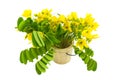 Closed up yellow flower American Cassia or Golden Wonder isolated in wooden csaks on white background.Saved with clipping path Royalty Free Stock Photo