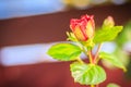 Closed up of young Hibiscus Rosa-Sinensis 'Ritzy' also known as