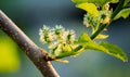 Closed up Beautiful young mulberry fruit in the garden at home and beautiful sunlight background, look fresh. Royalty Free Stock Photo