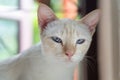 a young white adorable cat with blue eyes Royalty Free Stock Photo