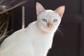 a young white adorable cat with blue eyes Royalty Free Stock Photo