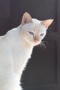 a young white adorable cat with blue eyes Royalty Free Stock Photo