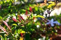 Closed white jasmine flower. Garden flowers concept