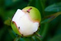 closed white peony