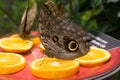 Butterfly Blue Morpho Closed Wing Royalty Free Stock Photo