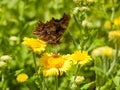 Closed Wing Comma Butterfly & x28;Polygonia c-album& x29; Close Up Royalty Free Stock Photo