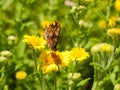 Closed Wing Comma Butterfly & x28;Polygonia c-album& x29; Close Up Front Royalty Free Stock Photo