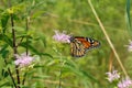 MOnarch butterfly, orange, black, with white spots.  closed wings Royalty Free Stock Photo