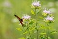 MOnarch butterfly, orange, black, with white spots.  closed wings Royalty Free Stock Photo