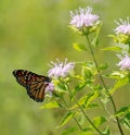 MOnarch butterfly, orange, black, with white spots.  closed wings Royalty Free Stock Photo