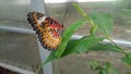 Closed wings orange butterfly