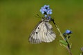 The clouded Apollo butterfly , Parnassius mnemosyne , butterflies of Iran