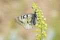 The clouded Apollo butterfly , Parnassius mnemosyne