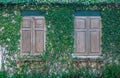 Closed wood window and a wall covered with ivy,wood window and Green Creeper Plant on wall Royalty Free Stock Photo