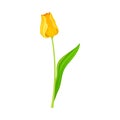 Closed Yellow Tulip Flower Bud on Green Erect Stem with Blade Vector Illustration