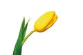 Closed yellow tulip flower with green petal on white background isolated close-up Royalty Free Stock Photo