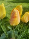 Closed Yellow Tulips