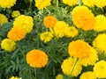 closedup Marigolds in the park Royalty Free Stock Photo