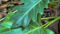 A closeip of green Xanadu Philodendron leaves