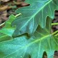 A closeip of green Xanadu Philodendron leaves