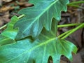 A closeip of green Xanadu Philodendron leaves