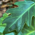 A closeip of green Xanadu Philodendron leaves