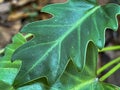 A closeip of green Xanadu Philodendron leaves