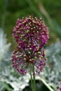 Closely growing two Allium or Ornamental onion round flower heads composed of dozens of partially open star shaped light purple