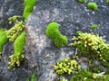 Close-Up Of Moss Covered Rocks