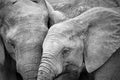 The closeness of two elephants