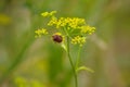 Closeop of red stripped bug on parsnip flower with green blurred background Royalty Free Stock Photo