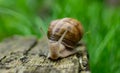 Closeop Snail crawls on a wooden board, blurred background Royalty Free Stock Photo